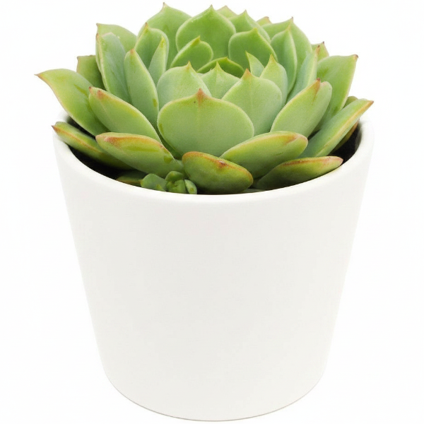Echeveria succulent – image 6