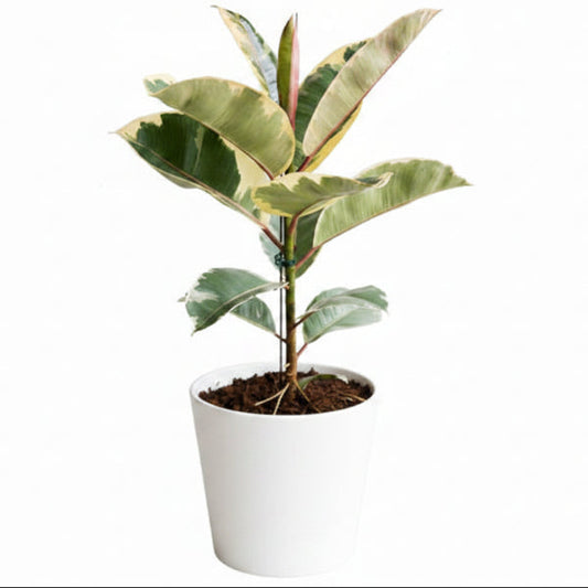 Ficus Elastic Tineke – image 2