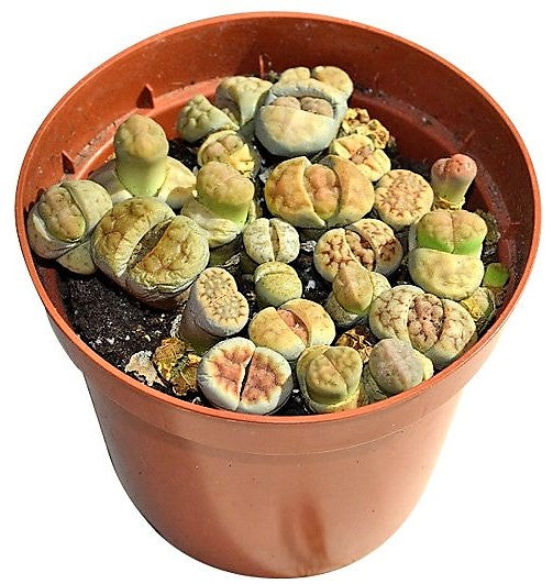 Living Stones , Lithops – image 2