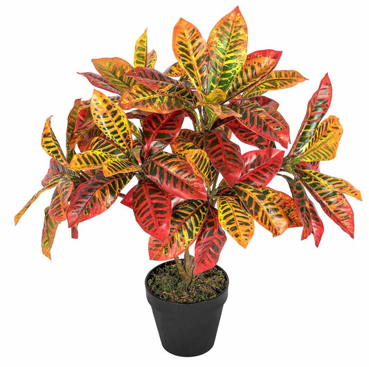 Croton Plant - Codiaeum Variegatum – Green Plants