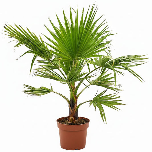 Mexican Fan Palm, Washingtonia Robusta – image 2