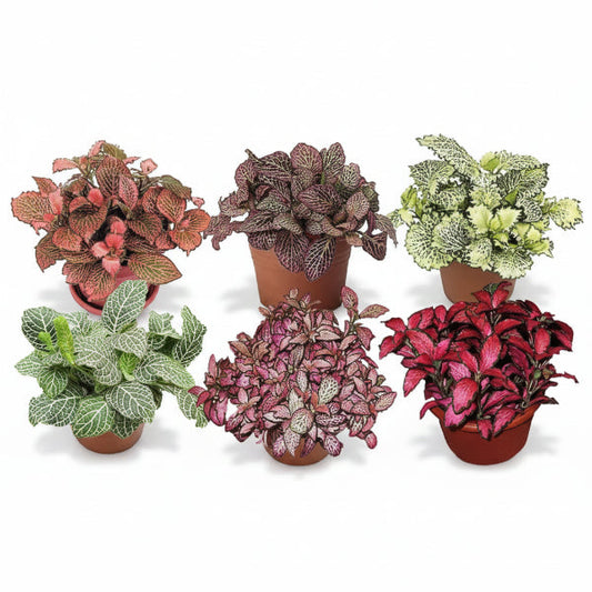 Fittonia , Nerve , Mosaic , Net Plant – image 2