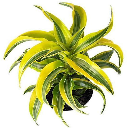 Dracaena Lemon Lime - Evergreen Indoor Plant – Green Plants