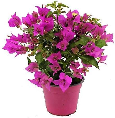 Bougainvillea Alexandra , Purple Paper Flower – image 2