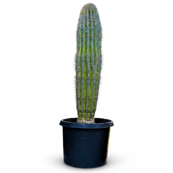 Saguaro Cactus – image 5