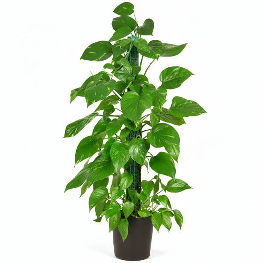 Money Plant, Epipremnum Aureum Mosstok (Big) – image 2