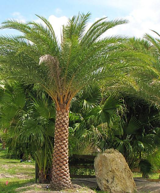 Silver Date Palm, Phoenix Sylvestris, Wild Date Palm – image 2
