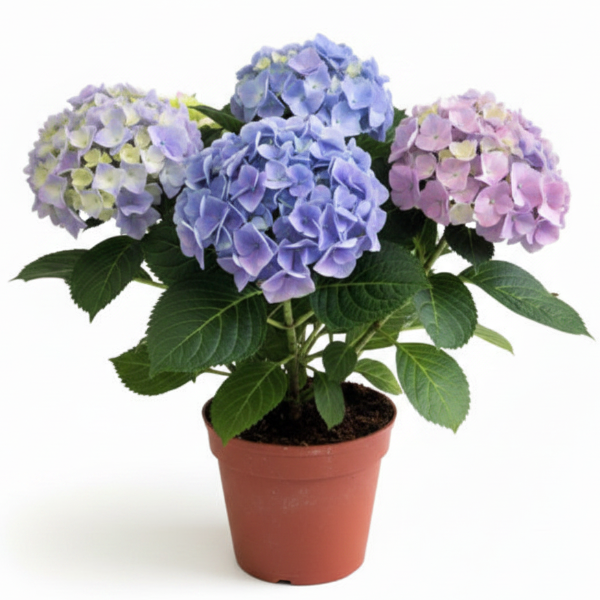 Hydrangea – image 6