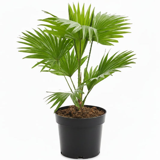 Livistona Palm, Footstool Palm, Table Palm, Fan Palm – image 2