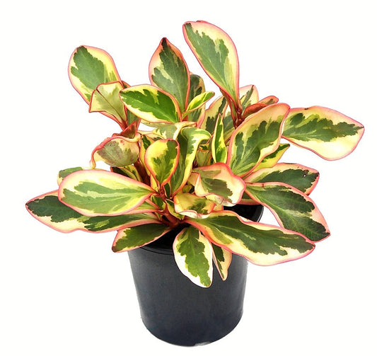 Peperomia Ginny or Tricolor Peperomia – image 2