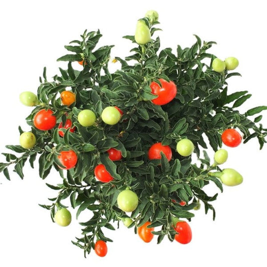 Jerusalem cherry, Solanum pseudocapsicum – image 2