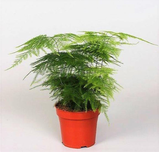 Asparagus Setaceus – image 2