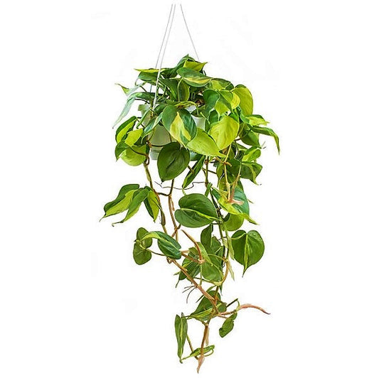 Scindapsus Brasil – image 2