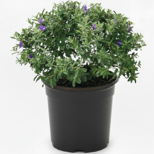 Leucophyllum Frutescens, Texas Sage – image 2