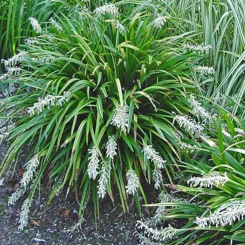 Dwarf Lilyturf, Ophiopogon Jaburan – image 2