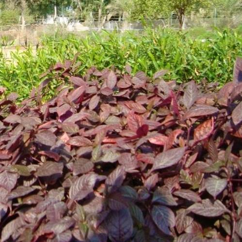 Alternanthera, Purple Knight (small) – image 2