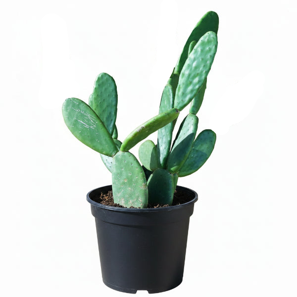 Opuntia Ficus Indica, Barbary Fig, Indian Fig – image 9