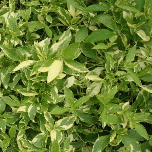Alternanthera Ficoidea, Gold (small) – image 2