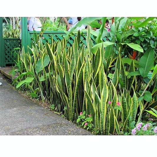 Sansevieria Trifasciata, Superba, Snake Plant, Outdoor – image 2