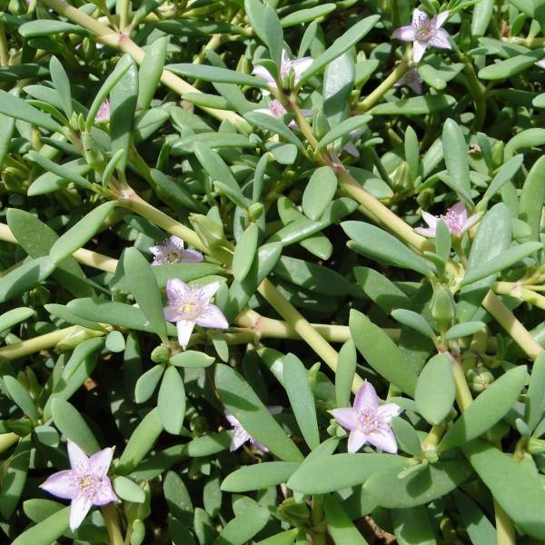 Sesuvium Portulacastrum (small) – image 4