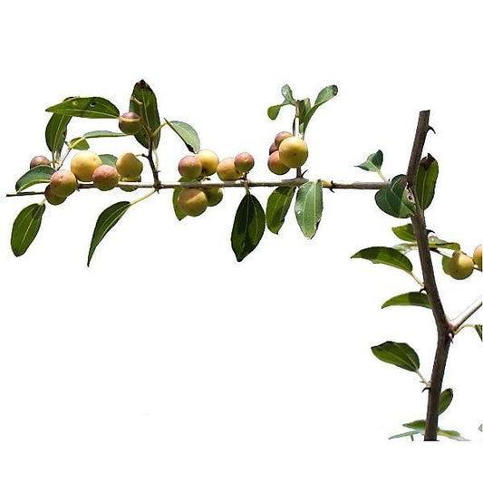 Ziziphus Spina Christi, Sidr Tree – image 2