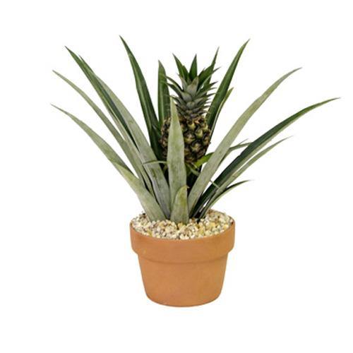 Pineapple, Ananas Comosus – image 5