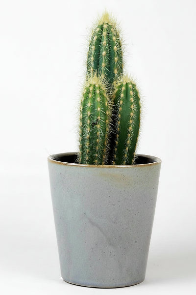 Echino Cactus – image 2