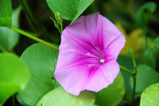 Ipomoea Pes-Caprae, Railroad Vine or Railway Creeper – image 2