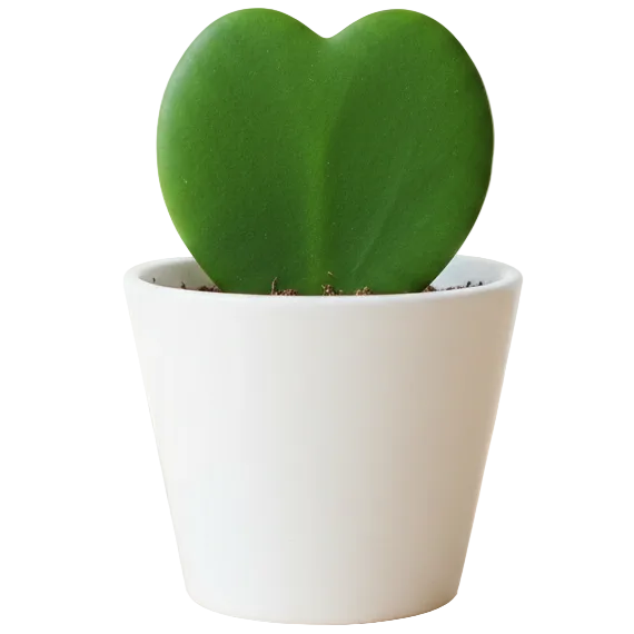 Lucky Heart, Hoya Kerrii – image 6