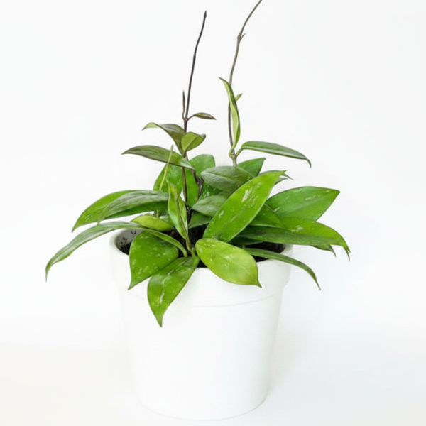 Hoya Publicalyx – image 7