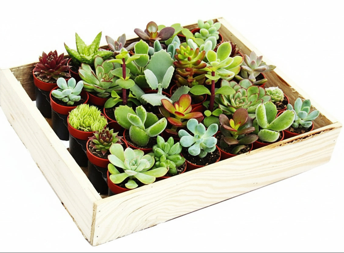 Mini succulents "Per Piece" – image 6