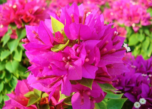 Bougainvillea Pink Pixie – image 2
