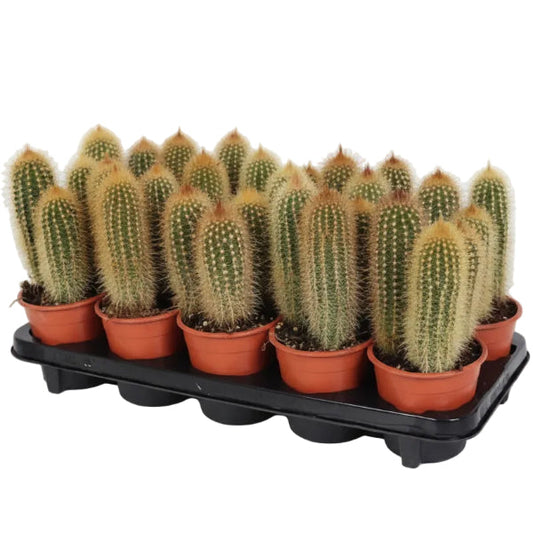 Pachy Cactus – image 2