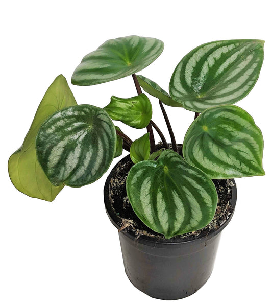 Watermelon Peperomia, Peperomia Argyreia – image 2