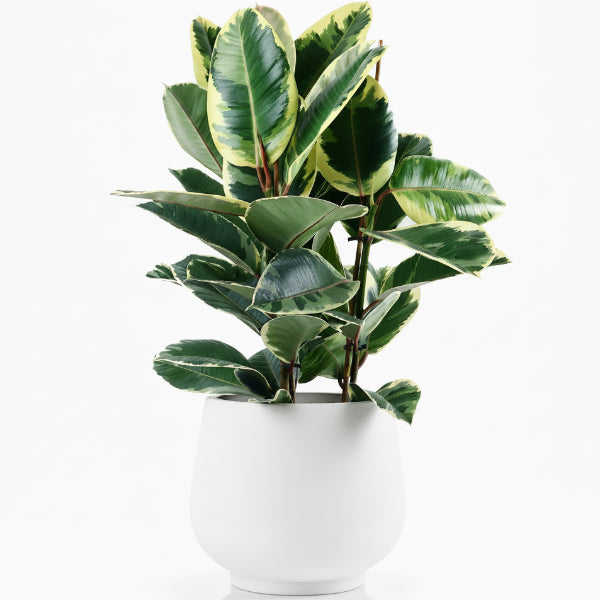 Ficus Elastic Tineke – image 3