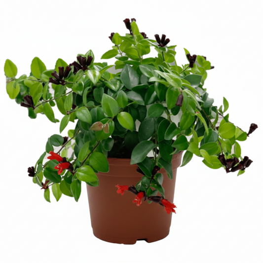 Mona Lisa, Aeschynanthus, Lipstick – image 2
