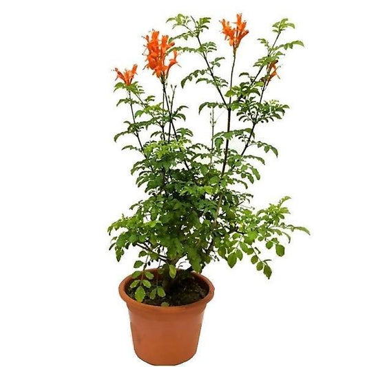 Tecomaria Capensis, Cape Honeysuckle, Red, Orange and Yellow – image 2