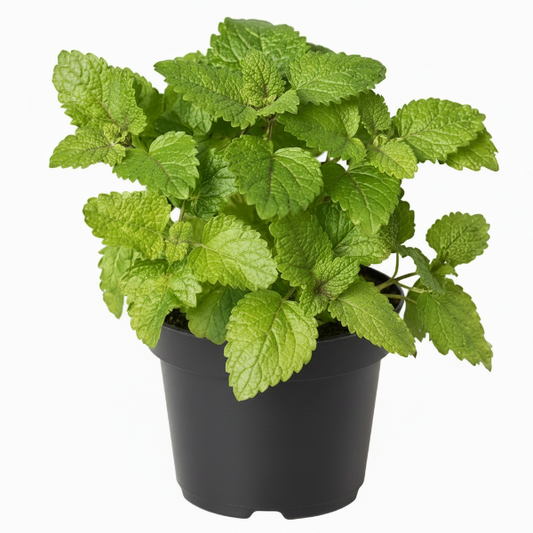 Mint Plant, Mentha – image 2