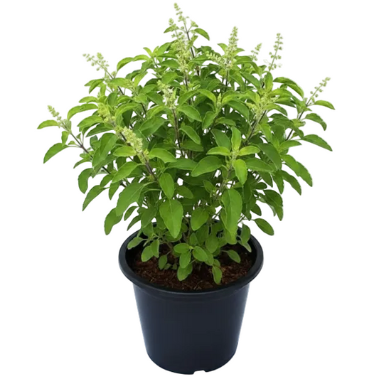 Tulsi plant, Ocimum Tenuiflorum, Holy Basil – image 2