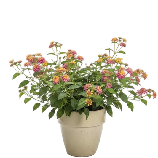 Lantana Camara, Pinkmound, West Indian Lantana – image 2