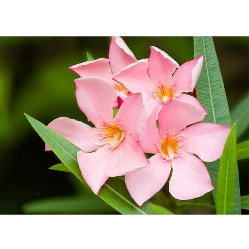 Nerium Oleander – image 9