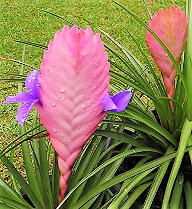Pink Quill Tillandsia Cyanea – image 5