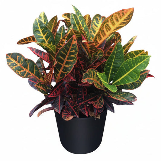 Croton Petra, Garden Croton (Outdoor) – image 2