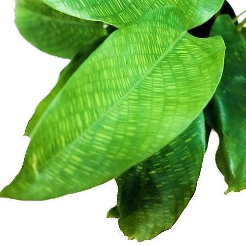 Calathea Mosaica, Network – image 2