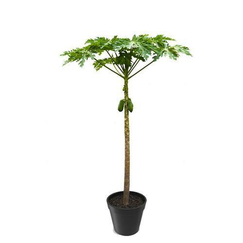 Papaya Tree, Carica Papaya – image 7