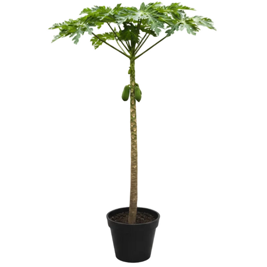 Papaya Tree, Carica Papaya – image 2