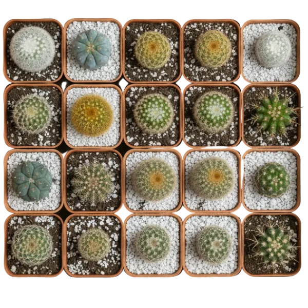 Ornamental Cactus Small – image 7