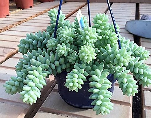 Sedum burrito , Burrows Tail Plant – image 5