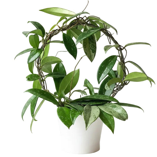 Hoya Publicalyx – image 2