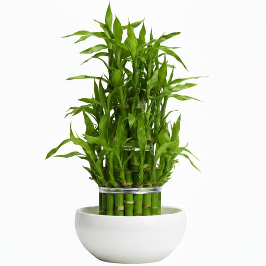 Lucky Bamboo Steps, Dracaena Sanderiana – image 2